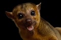 Kinkajou isolated on black background