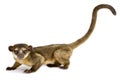 Kinkajou or Honey bear Potos flavus Royalty Free Stock Photo