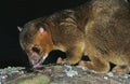 KINKAJOU potos flavus Royalty Free Stock Photo