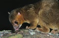 Kinkajou, potos flavus, Adult licking Branch