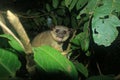 A kinkajou, potos flavus, eating something and angry to be disturbed Royalty Free Stock Photo