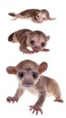 Kinkajou, Potos flavus, grow up set on white