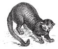 Kinkajou Potos flavus or honey bear, vintage engraving