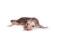 Kinkajou, Potos flavus, 1 month old baby on white