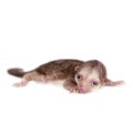 Kinkajou, Potos flavus, 1 month old baby on white