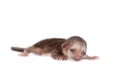 Kinkajou, Potos flavus, 1 month old baby on white