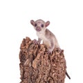 Kinkajou, Potos flavus, 3 mounth old baby on white