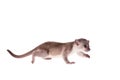 Kinkajou, Potos flavus, 3 mounth old baby on white