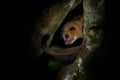 Kinkajou - Potos flavus, rainforest mammal of the family Procyonidae related to olingos, coatis, raccoons, and the ringtail and Royalty Free Stock Photo