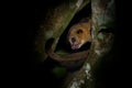 Kinkajou - Potos flavus, rainforest mammal of the family Procyonidae related to olingos, coatis, raccoons, and the ringtail and