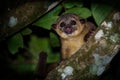 Kinkajou - Potos flavus, rainforest mammal of the family Procyonidae related to olingos, coatis, raccoons, and the ringtail and Royalty Free Stock Photo