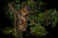 Kinkajou - Potos flavus, rainforest mammal of the family Procyonidae related to olingos, coatis, raccoons, and the ringtail and Royalty Free Stock Photo