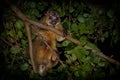 Kinkajou - Potos flavus, rainforest mammal of the family Procyonidae related to olingos, coatis, raccoons, and the ringtail and Royalty Free Stock Photo