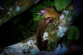 Kinkajou - Potos flavus, rainforest mammal of the family Procyonidae related to olingos, coatis, raccoons, and the ringtail and Royalty Free Stock Photo