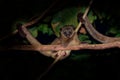 Kinkajou - Potos flavus, rainforest mammal of the family Procyonidae related to olingos, coatis, raccoons, and the ringtail and Royalty Free Stock Photo