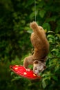 Kinkajou, Potos flavus, tropic animal in the nature forest habitat. Mammal in Costa Rica. Widlife scene from nautre. Wild Kinkajou Royalty Free Stock Photo