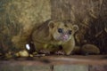 Kinkajou or honey bear or minko de noche