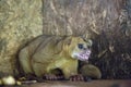 Kinkajou or honey bear or minko de noche