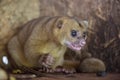 Kinkajou or honey bear or minko de noche