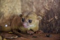 Kinkajou or honey bear or minko de noche