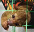 Kinkajou is a tropical rainforest mammal