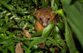 Kinkajou Royalty Free Stock Photo