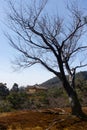 The Kinkaku-ji Golden Pavilion Buddhist Temple in the distance with a tree in the foreground in Kyoto in Japan Royalty Free Stock Photo