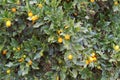 Kinkans, Kumquat fruits on the tree Royalty Free Stock Photo