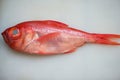 Kinmedai, japanese fresh whole red snapper