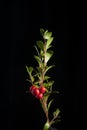 Kinnikinnick with Berries- Red Bearberry