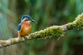 A Kinsfisher resting on branch