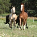 Kinsky and friesian horse running together