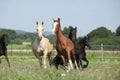 Kinsky and friesian horse running together