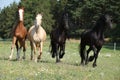 Kinsky and friesian horse running together