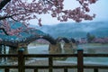 Kintai Kyo bridge on rainy day, Iwakumi Hiroshima, japan Royalty Free Stock Photo