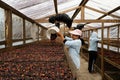 KINTAMANI,BANGLI,JAN 16 2023: 2 female coffee farmers are sorting and drying their Kintamani Arabica coffee beans in their garden