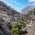 Kioto park cherry blossom view Royalty Free Stock Photo