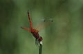 Kirby's Dropwing dragonfly on stem close up