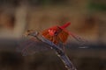 Kirby`s dropwing dragonfly on a twig