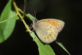 Kirinia climene , The Iranian argus butterfly