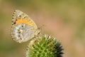 Kirinia climene , The Iranian argus butterfly on flower