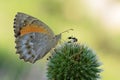 Kirinia climene , The Iranian argus butterfly on flower