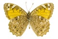 Kirinia roxelana (Lattice Brown)