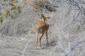 Kirk Dik-dik Royalty Free Stock Photo