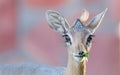 Kirk Dik-dik (Madoqua kirkii) Royalty Free Stock Photo