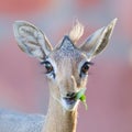 Kirk Dik-dik (Madoqua kirkii) Royalty Free Stock Photo