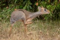 Kirk dik-dik scratches itself with bushes behind Royalty Free Stock Photo