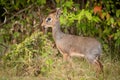 Kirk dik-dik stands in profile in bushes Royalty Free Stock Photo