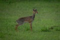 Kirk dik-dik stands in profile on grass Royalty Free Stock Photo
