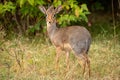 Kirk dik-dik turns back to face camera Royalty Free Stock Photo